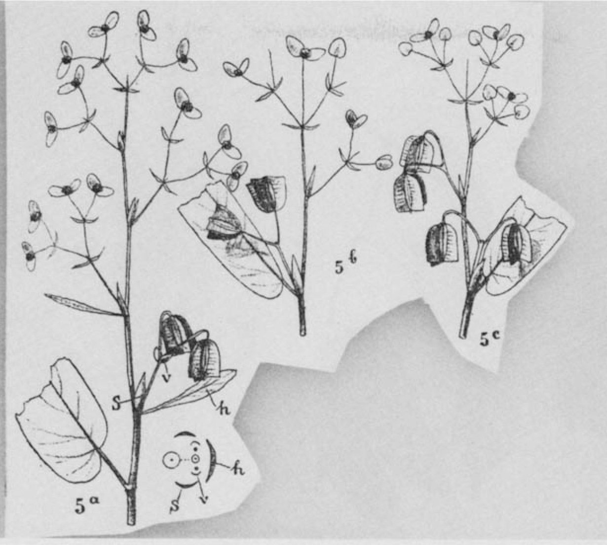 B. hirsuticaulis